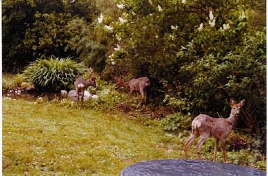 Rehe in unserem Garten